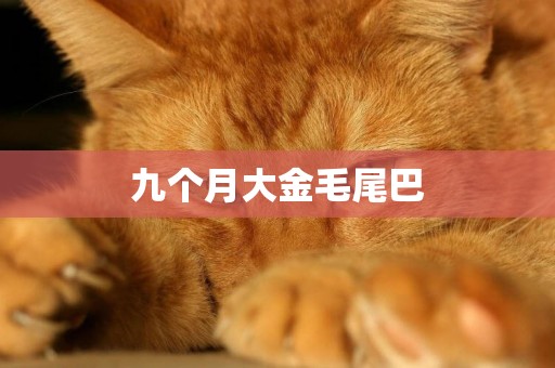 九個月大金毛尾巴