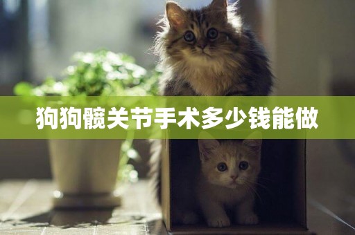狗狗髖關節手術多少錢能做