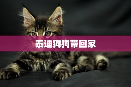 泰迪狗狗帶回家