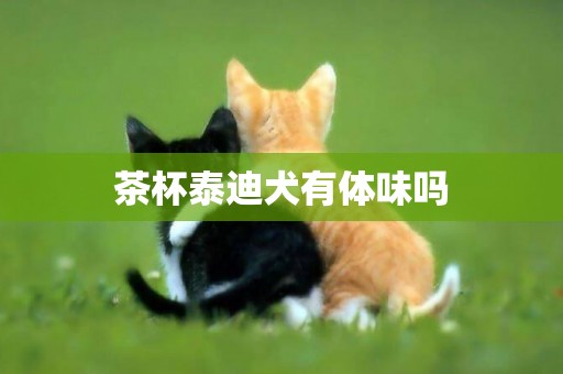 茶杯泰迪犬有體味嗎