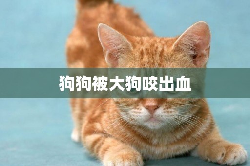 狗狗被大狗咬出血