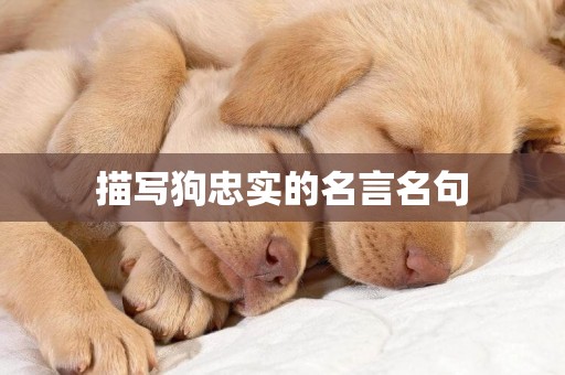 描寫狗忠實的名言名句