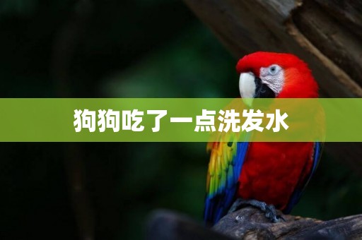 狗狗吃了一點洗發水