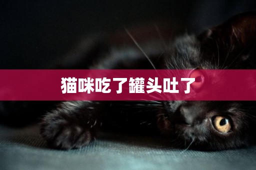 貓咪吃了罐頭吐了