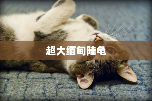 超大緬甸陸龜