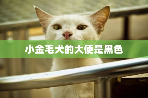 小金毛犬的大便是黑色