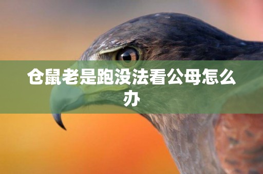 倉鼠老是跑沒法看公母怎么辦