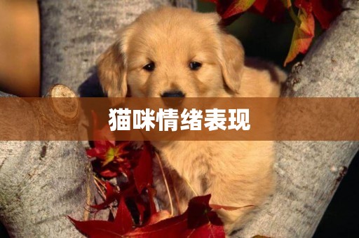 貓咪情緒表現