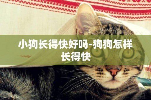 小狗長得快好嗎-狗狗怎樣長得快