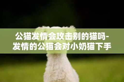公貓發情會攻擊別的貓嗎-發情的公貓會對小奶貓下手嗎？