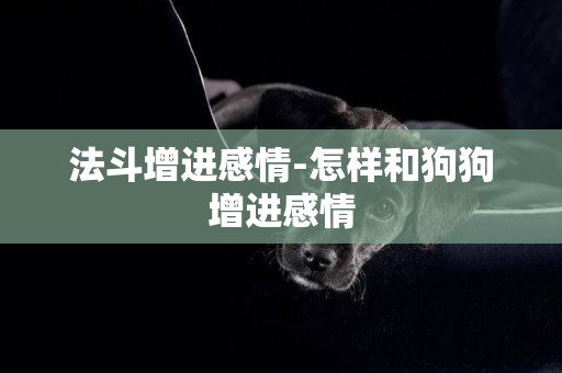 法斗增進感情-怎樣和狗狗增進感情