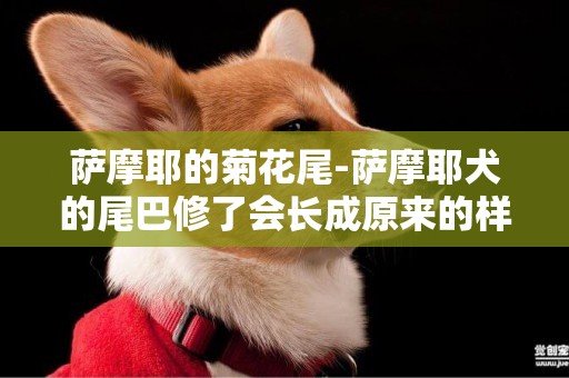 薩摩耶的菊花尾-薩摩耶犬的尾巴修了會長成原來的樣子嗎