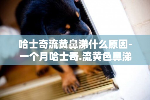 哈士奇流黃鼻涕什么原因-一個月哈士奇.流黃色鼻涕
