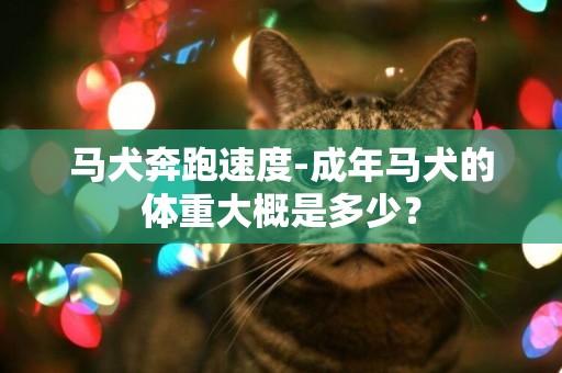 馬犬奔跑速度-成年馬犬的體重大概是多少？