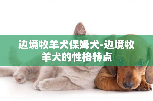 邊境牧羊犬保姆犬-邊境牧羊犬的性格特點