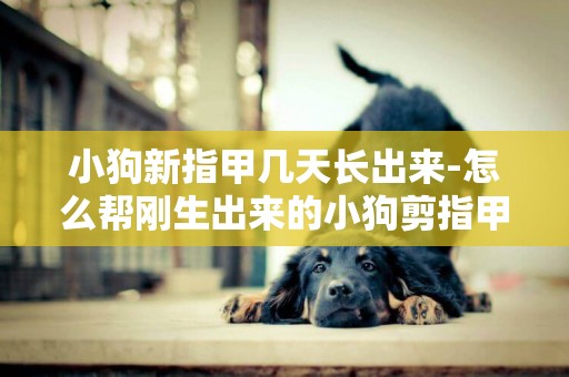小狗新指甲幾天長出來-怎么幫剛生出來的小狗剪指甲