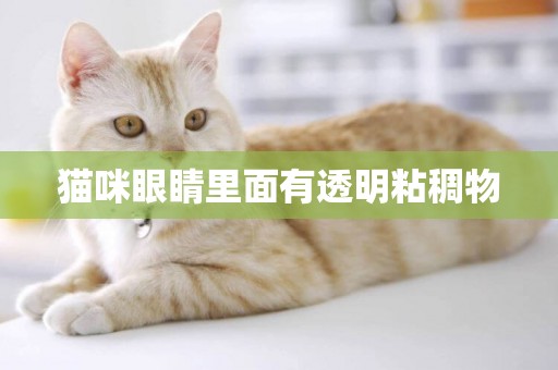貓咪眼睛里面有透明粘稠物