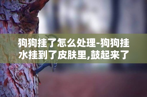 狗狗掛了怎么處理-狗狗掛水掛到了皮膚里,鼓起來了,怎么辦