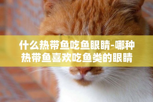 什么熱帶魚吃魚眼睛-哪種熱帶魚喜歡吃魚類的眼睛