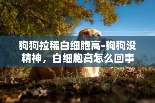 狗狗拉稀白細胞高-狗狗沒精神，白細胞高怎么回事