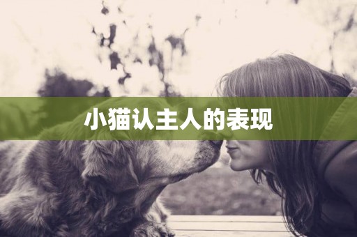 小貓認主人的表現