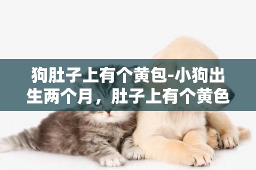 狗肚子上有個黃包-小狗出生兩個月，肚子上有個黃色的包