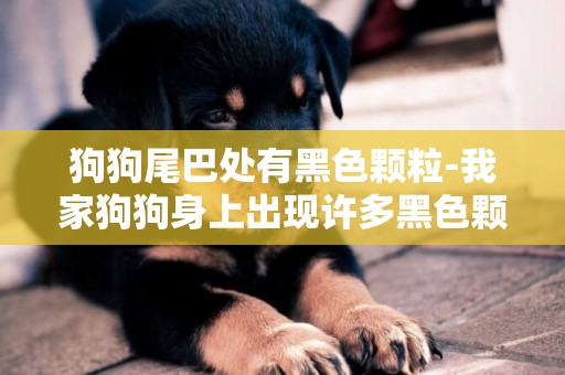 狗狗尾巴處有黑色顆粒-我家狗狗身上出現許多黑色顆粒