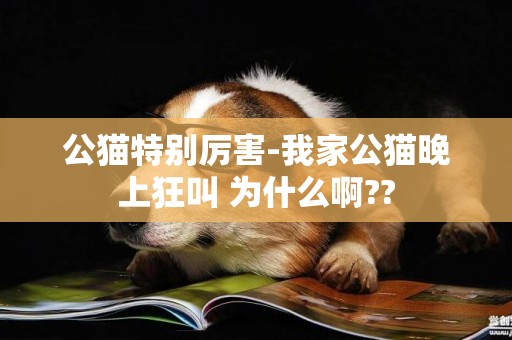 公貓特別厲害-我家公貓晚上狂叫 為什么啊??