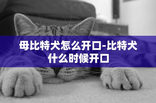 母比特犬怎么開口-比特犬什么時候開口