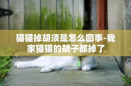 貓貓掉胡須是怎么回事-我家貓貓的胡子都掉了