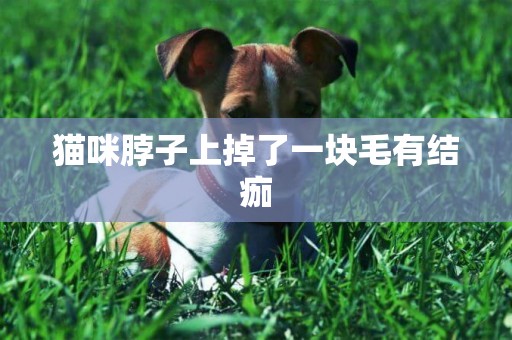 貓咪脖子上掉了一塊毛有結痂