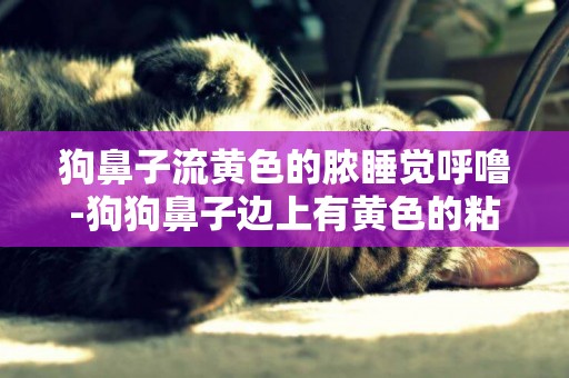 狗鼻子流黃色的膿睡覺呼嚕-狗狗鼻子邊上有黃色的粘液