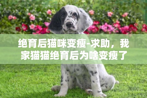 絕育后貓咪變瘦-求助，我家貓貓絕育后為啥變瘦了