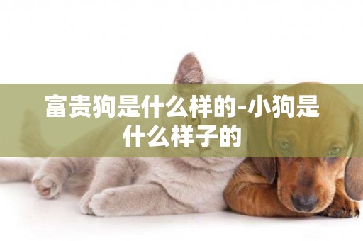富貴狗是什么樣的-小狗是什么樣子的