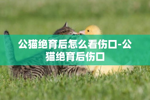 公貓絕育后怎么看傷口-公貓絕育后傷口