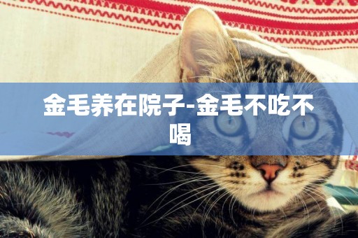 金毛養在院子-金毛不吃不喝