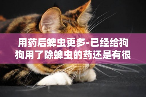 用藥后蜱蟲更多-已經給狗狗用了除蜱蟲的藥還是有很多