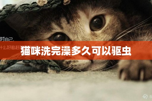 貓咪洗完澡多久可以驅蟲