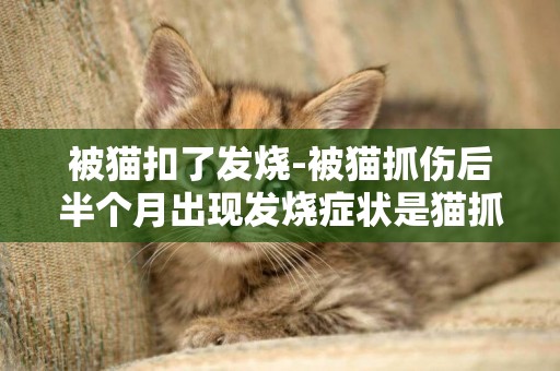 被貓扣了發燒-被貓抓傷后半個月出現發燒癥狀是貓抓病嗎
