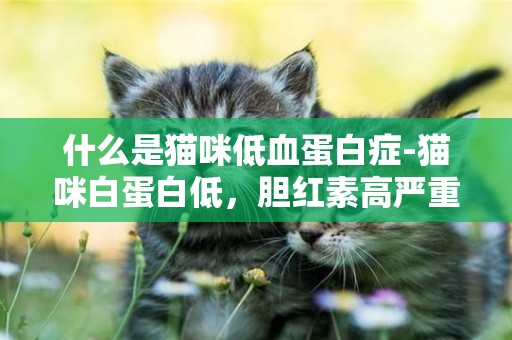 什么是貓咪低血蛋白癥-貓咪白蛋白低，膽紅素高嚴重嗎