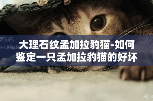 大理石紋孟加拉豹貓-如何鑒定一只孟加拉豹貓的好壞？