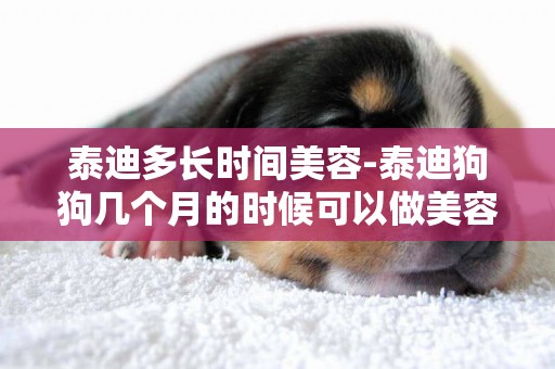 泰迪多長時間美容-泰迪狗狗幾個月的時候可以做美容啊？