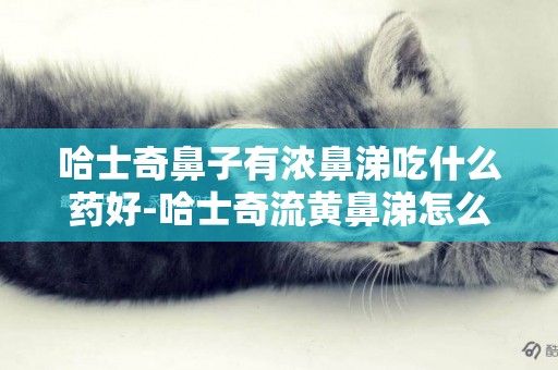 哈士奇鼻子有濃鼻涕吃什么藥好-哈士奇流黃鼻涕怎么辦