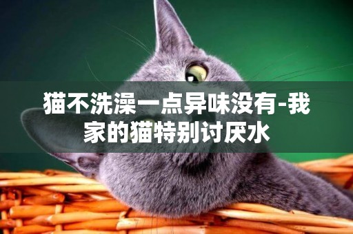 貓不洗澡一點異味沒有-我家的貓特別討厭水