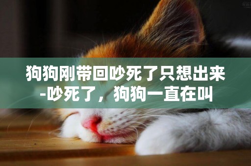 狗狗剛帶回吵死了只想出來-吵死了，狗狗一直在叫