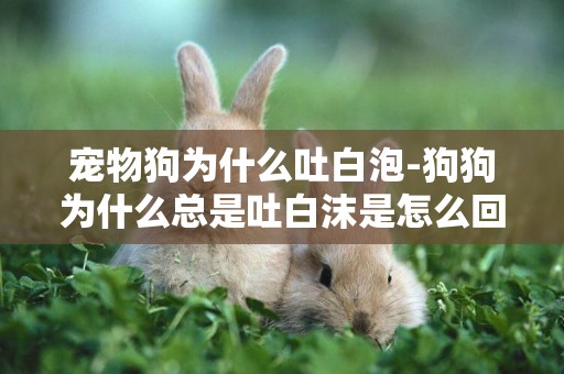 寵物狗為什么吐白泡-狗狗為什么總是吐白沫是怎么回事