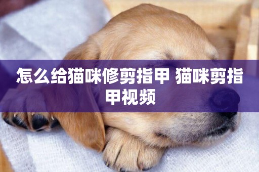 怎么給貓咪修剪指甲 貓咪剪指甲視頻