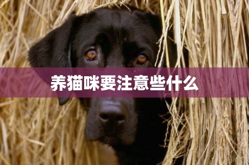 養貓咪要注意些什么