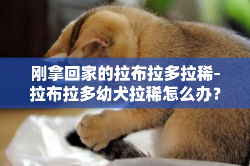 剛拿回家的拉布拉多拉稀-拉布拉多幼犬拉稀怎么辦？