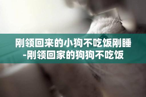 剛領回來的小狗不吃飯剛睡-剛領回家的狗狗不吃飯
